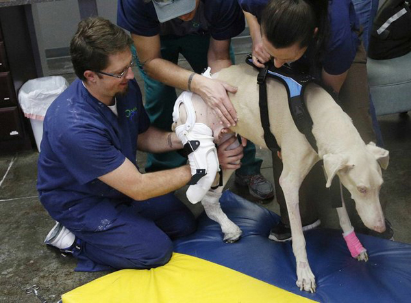 02 Snow What Happened To These 13 Animals Will Make You Cringe. But I Guarantee You That Won't Last...OMG. 13.) Snow is a former stray dog who had to have one of her right feet amputated. Now, thanks to OrthoPets, she has a brand-new artificial leg.