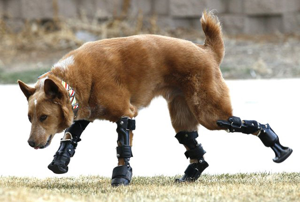 05 Naki039o What Happened To These 13 Animals Will Make You Cringe. But I Guarantee You That Won't Last...OMG. His new owners might want to consider renaming him Robo-Dog.