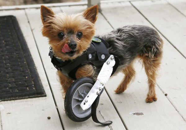 06 Hope What Happened To These 13 Animals Will Make You Cringe. But I Guarantee You That Won't Last...OMG. 10.) This Yorkshire Terrier named Hope shows off her uni-wheel attached to a doggie vest. She is missing one limb, but with the help of this wheel she can get around just fine.
