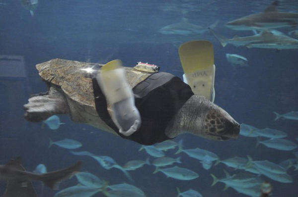 07 Yu What Happened To These 13 Animals Will Make You Cringe. But I Guarantee You That Won't Last...OMG. 11.) Yu the 25 year-old female loggerhead turtle washed up in a fishing net years ago. Her front flippers were shredded after an encounter with a shark. Now, she has gone through 27 different pairs of prosthetic flippers that allow her to swim happily and naturally.