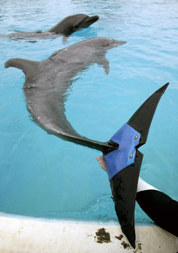 08 Fuji What Happened To These 13 Animals Will Make You Cringe. But I Guarantee You That Won't Last...OMG. 7.) This female bottlenose dolphin “Fuji”, estimated to be 37 years-old, lost 75 percent of her tail fluke due to an unknown disease in 2002. She was in serious trouble, but now the dolphin can swim and jump using the artificial tail fluke, which is believed to be the world's first artificial fin for a dolphin.