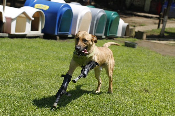 09 Pay de Limon What Happened To These 13 Animals Will Make You Cringe. But I Guarantee You That Won't Last...OMG. 8.) A dog named Pay de Limon (Lemon Pay) can run thanks to being fitted with two front prosthetic legs. Members of a drug gang in the Mexican state of Zacatecas chopped off Limon's paws to practice cutting fingers off kidnapped people, a terrible atrocity.