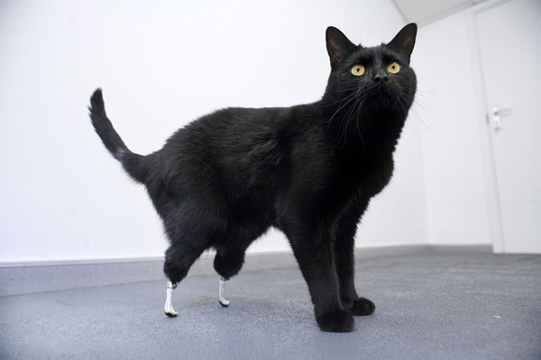 10 Oscar What Happened To These 13 Animals Will Make You Cringe. But I Guarantee You That Won't Last...OMG. 5.) Oscar had his hind legs severed by a combine harvester, doesn’t even have to use a wheelchair to get around. The spunky 2 year-old cat can walk again after being fitted with prosthetic limbs in a world-first operation.