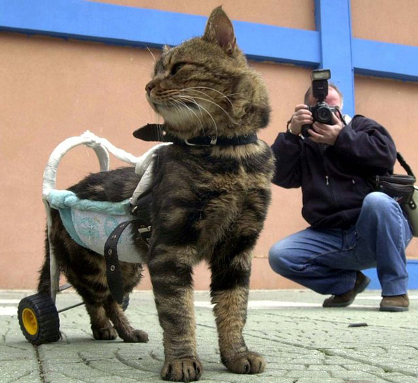 12 Cici What Happened To These 13 Animals Will Make You Cringe. But I Guarantee You That Won't Last...OMG. 4.) This 7 year-old disabled cat is named Cici. She was hit in a traffic accident and is now paralyzed because of it. Now, she can walk and even compete in cat shows thanks to her custom walker.