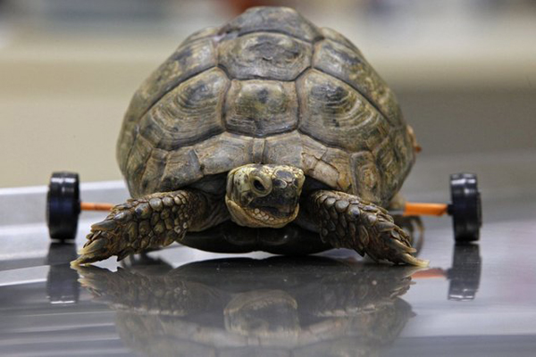 13 Tzvika What Happened To These 13 Animals Will Make You Cringe. But I Guarantee You That Won't Last...OMG. 1.) Tzvika is an injured female turtle. She suffered severe damage to her shell when she was run over with a lawnmower and needs help with walking. But now, she can walk with the aid of her newly attached wheels.