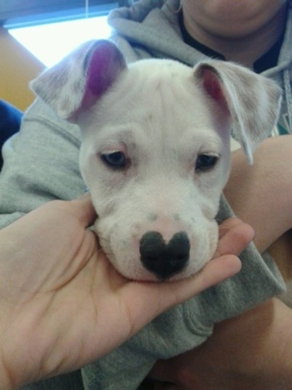 14579393769057 heart shaped 3 There's Something Special About These 14 Animals. It'll Melt Your Nose. (You'll See What I Mean) 3.) I'd want to take this sweetheart home immediately.