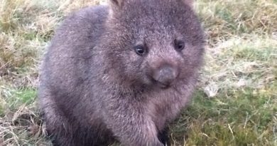 14591817914565 desktop 1448051185 The Cutest Animals In Australia, AKA Satan's Playground, That AREN'T Trying To Kill You