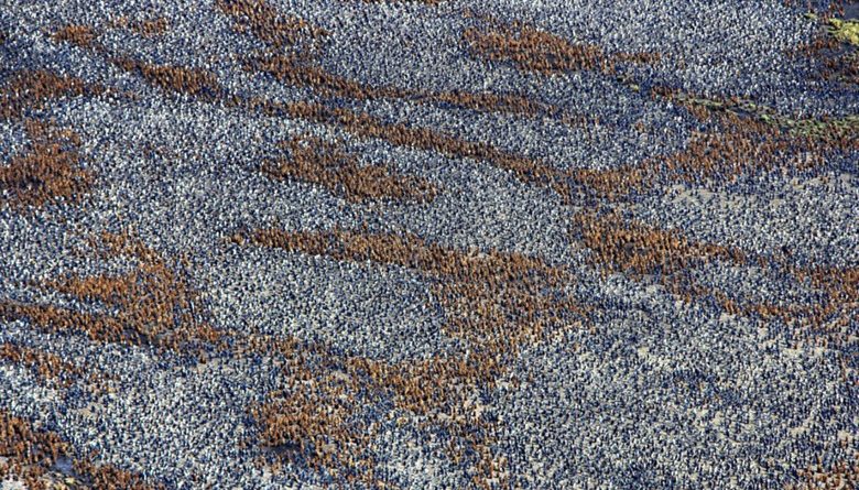 14639337101490 penguin colony 01 I Had No Clue What I Was Seeing In This First Picture. Then I Zoomed In And...OMG.