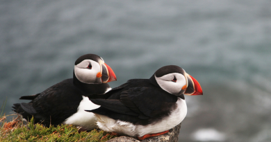 14639337304935 desktop 1414428646 9 Incredibly Cute Facts About Animals That Make Them Even MORE Adorable.