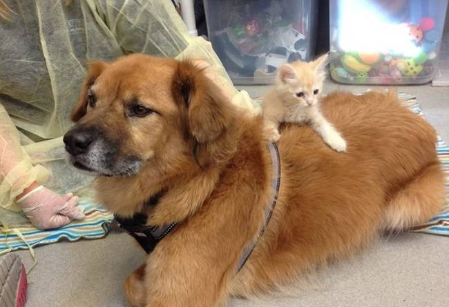 desktop 1414704717 This Dog Adorably Watches Over The Homeless Kittens At An Arizona Shelter.