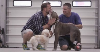 14889074249961 800x420 1473074977 Abused Dog Found Pinned To Railroad Tracks Gets A New Prosthetic Paw