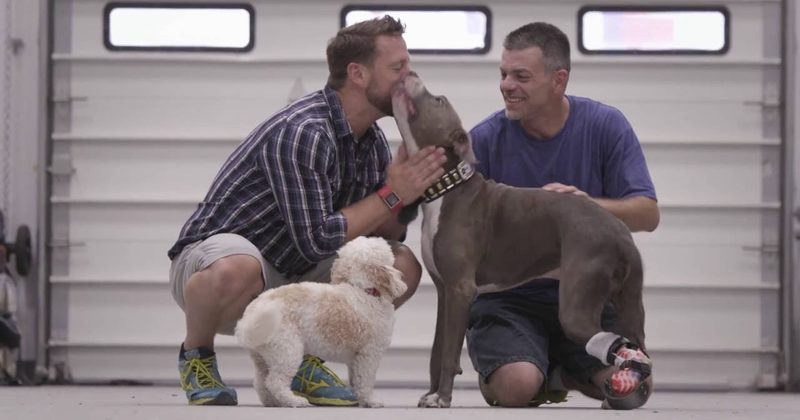 14889074249961 800x420 1473074977 Abused Dog Found Pinned To Railroad Tracks Gets A New Prosthetic Paw
