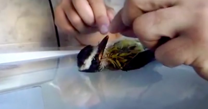 14889074341696 800x420 1451503364 When You See Why This Guy Is Drying A Bird With A Hairdryer, You'll Melt