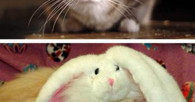 14889093658950 u7emgsqj5f Cats Wearing Animal Hats