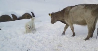 14889093872979 800x420 1487268944 This Golden Retriever Just Met Cows For The First Time And He LOVES Them!