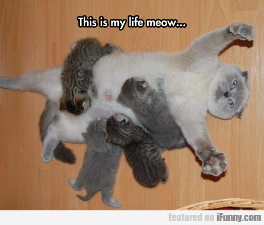 14898542758754 sr7wfv5999 This Is My Life Meow...
