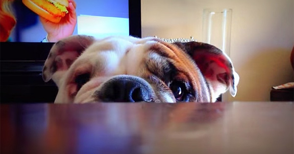 14899403588836 600x315 1409516868 Benny The Bulldog Plays The Cutest Game Of Peekaboo The World Has Ever Seen.