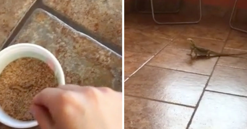 14925321441715 800x420 1467052958 When This Bearded Dragon Wanted A Treat, He Had No Idea It'd Be So Hard To Get It