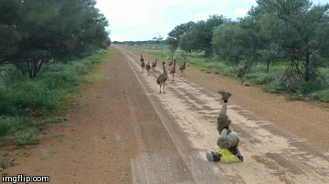 14927049626068 94yva The Emu Whisperer