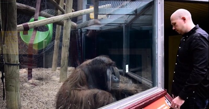 14929642663318 800x420 1476380087 This Orangutan Was Baffled By A Magician's Card Trick -- Too Funny!