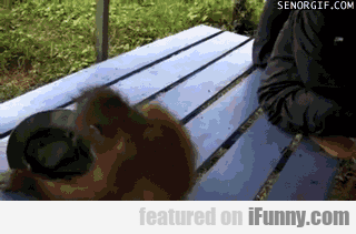 14932233746232 Orangutan's Hat Dance