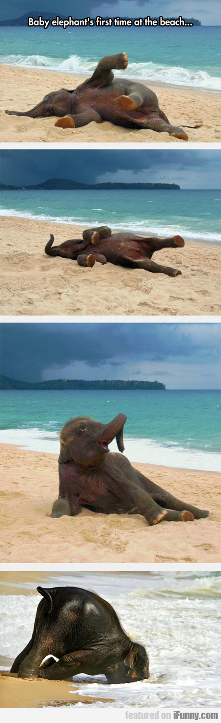 14945198311428 wvseh0o1zf Baby Elephant's First Time At The Beach...