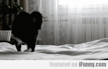 14948651267029 e0ag1t8zkg Cat’s Invisible Enemy