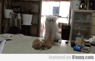 14957289418110 byfhdjyehp Mother Cat Gives Her Kittens Lessons On Fighting.
