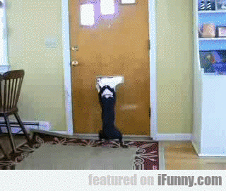 14958153024977 3iti77w842 Dogs Versus Mail