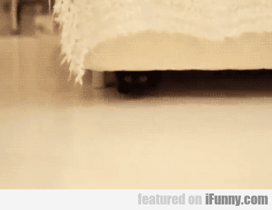 14960745864711 Intimidated Cat Is Broken
