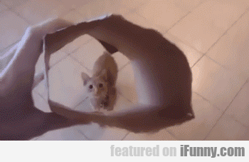 14988393085052 It’s My Cat In A Box