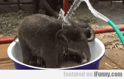 14997897091990 ioydccurt9 Baby Elephants Getting Hosed