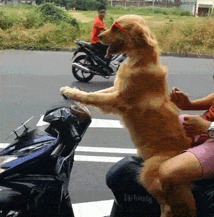 15003944912034 rx39ilfbss Scooter Dog Gets Two Thumbs Up