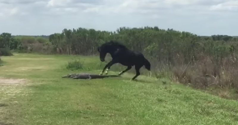 1500567288868 800x420 1492110923 Who Do You Think Would Win Between A Horse And A Gator? You Might Be Surprised. OMG.