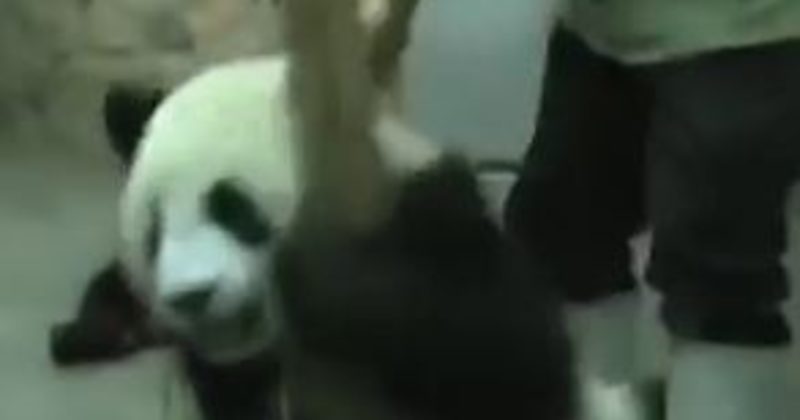 15009993391586 800x420 1486566937 Panda Caretaker Knows Just How To Distract A Cub When It Won't Give Up A Broom