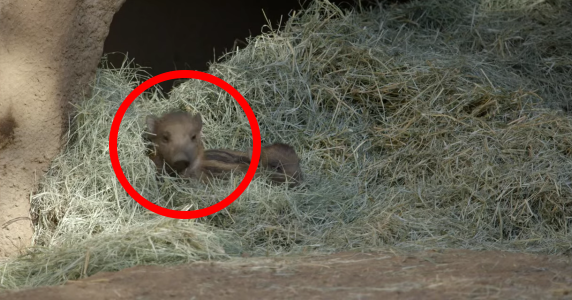 15010856893498 600x315 1407371352 These Wild Piglets Are So Full Of Joy, You Won't Want To Look Away.