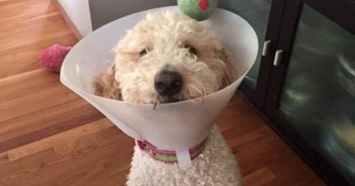 15013448841853 800x420 1475464626 20 Hilarious Costumes That Would Be Perfect For Your Pets This Halloween
