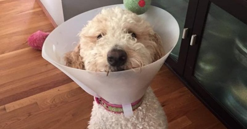 15013448841853 800x420 1475464626 20 Hilarious Costumes That Would Be Perfect For Your Pets This Halloween