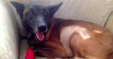 15020361096008 800x420 1479324448 When This K9 Officer Was Shot In The Line Of Duty, Two Helpful Souls Saved His Life