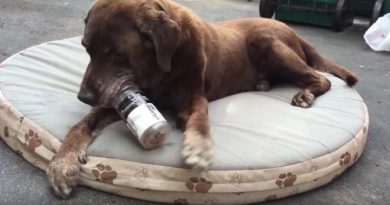 15021225153035 800x420 1467334971 She Gave Her Dog A Water Bottle With Treats Inside. Now Watch What He Does!