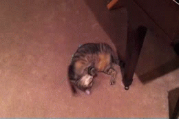 15022088932454 1s2jj Lucky Cat Spooked by Butters