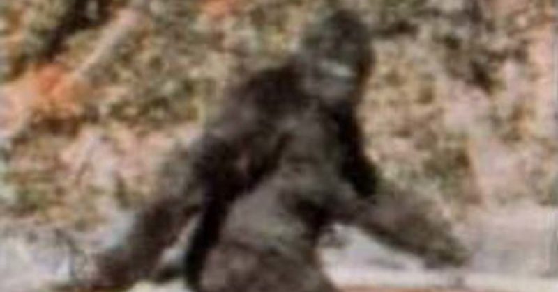 15025545133324 800x420 1474045725 He Was Stranded In The Woods And Recorded Nearly 20 Minutes Of Bigfoot Noises