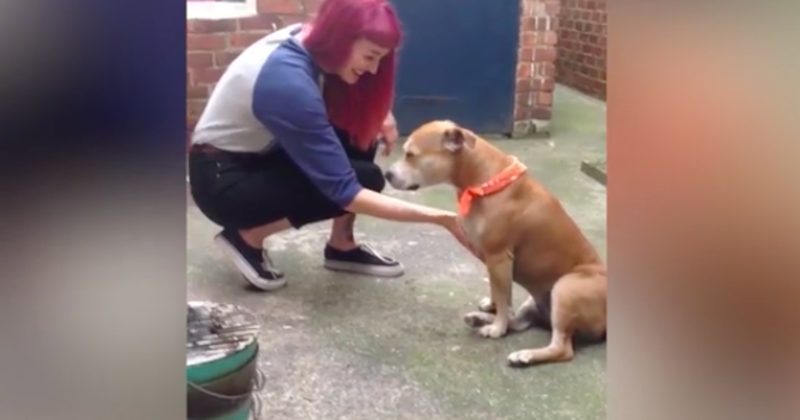 1502727394699 800x420 1474658949 When You Try To Rub Anywhere Else On This Dog, She Insists You Go Back To Her Belly