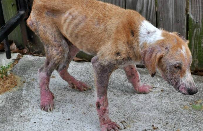 15037640914912 dogrescue This First Photo Destroyed My Heart. But By The Last One, I Couldn't Believe What I Was Seeing.