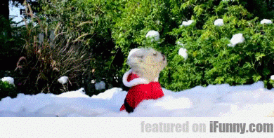 15038505336242 byl5a3lz6u The Real Santa Dog On Fake Snow