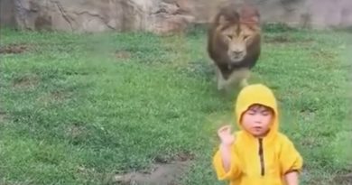 15042824987958 800x420 1465345313 The Video Might Look Adorable, But A Few Inches Of Glass Just Saved This Kid's Life