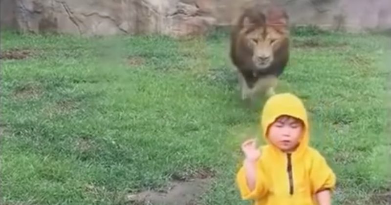 15042824987958 800x420 1465345313 The Video Might Look Adorable, But A Few Inches Of Glass Just Saved This Kid's Life
