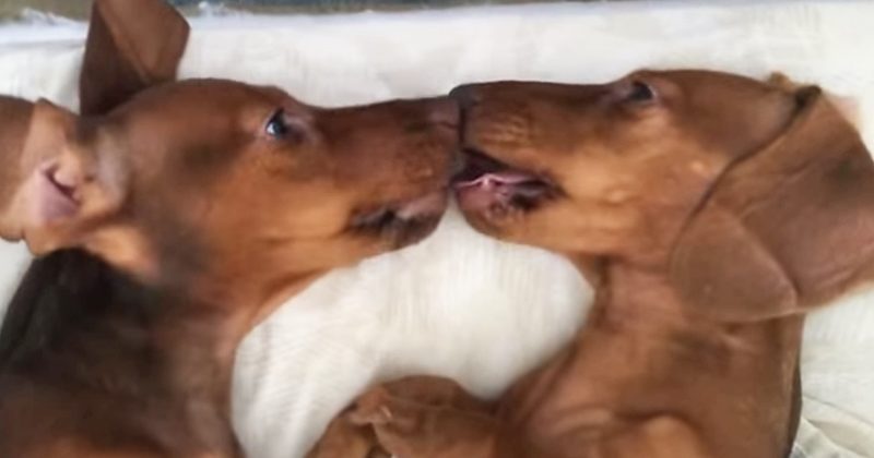 15045416767778 800x420 1455313299 Cute Dachshunds Exchange Sweet Little Kisses Before Their Bedtime