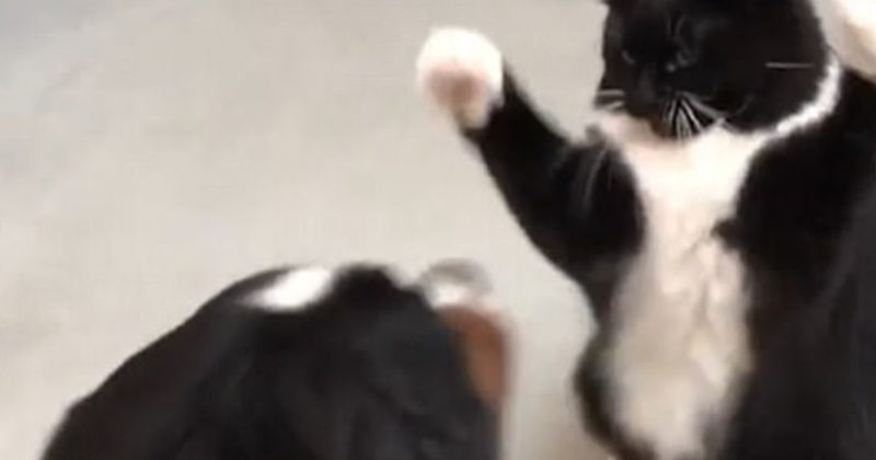 15047145552405 800x420 1493606736 Sassy Pet Siblings Have The Cutest Fight In The History Of Fights