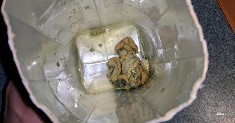 15048873454363 800x420 1494524774 Her Coconut Water Tasted Funny. Then She Cut It Open And Found This Nastiness.